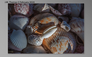 Macro Shells Feb 2024-17.jpg